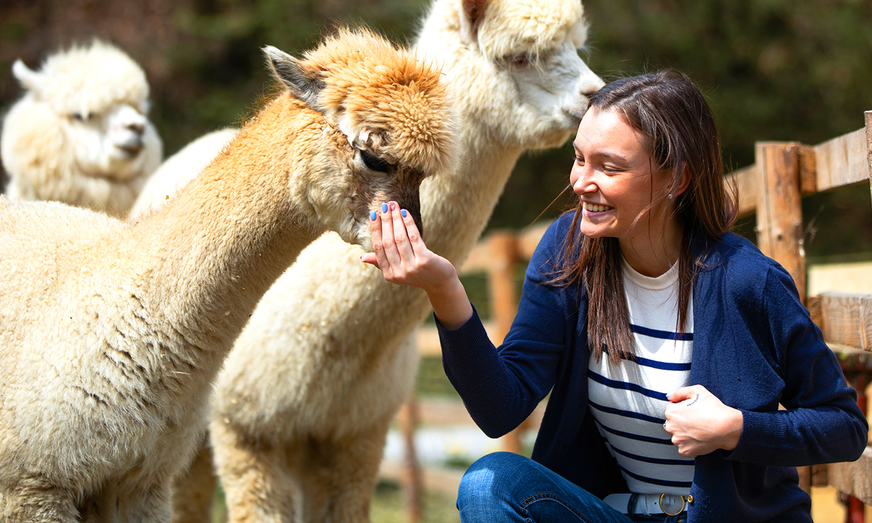 Alpaca Country