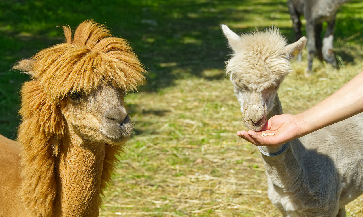 Alpaca Country