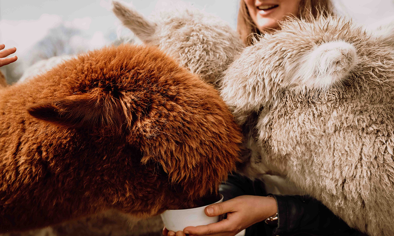 Alpaca Country