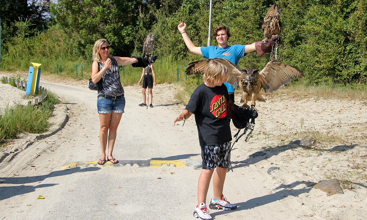 ATJ Owls