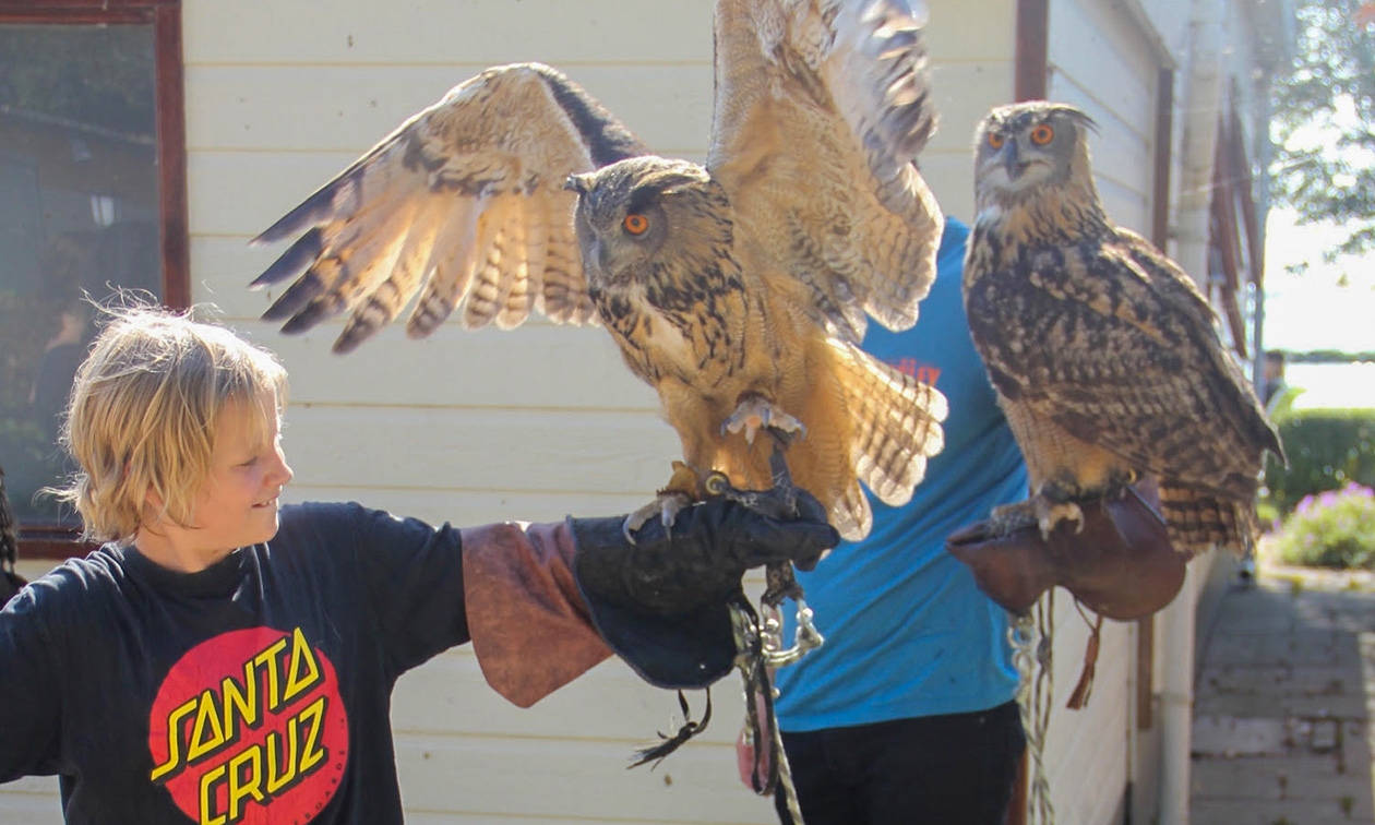 ATJ Owls