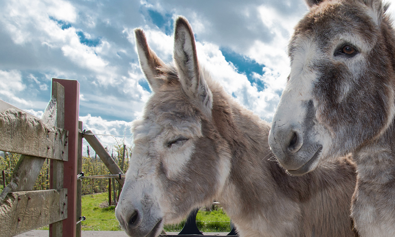 Beleefboerderij De Stelle