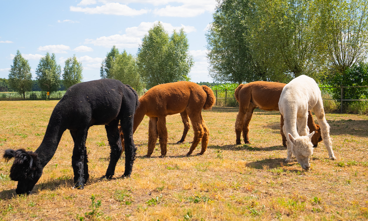 Beleefboerderij Heierhof