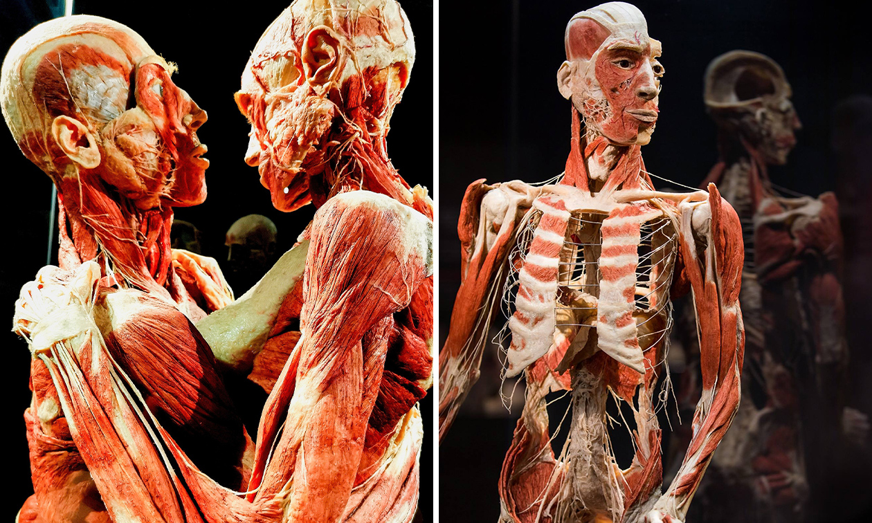 BODY WORLDS: The Happiness Project