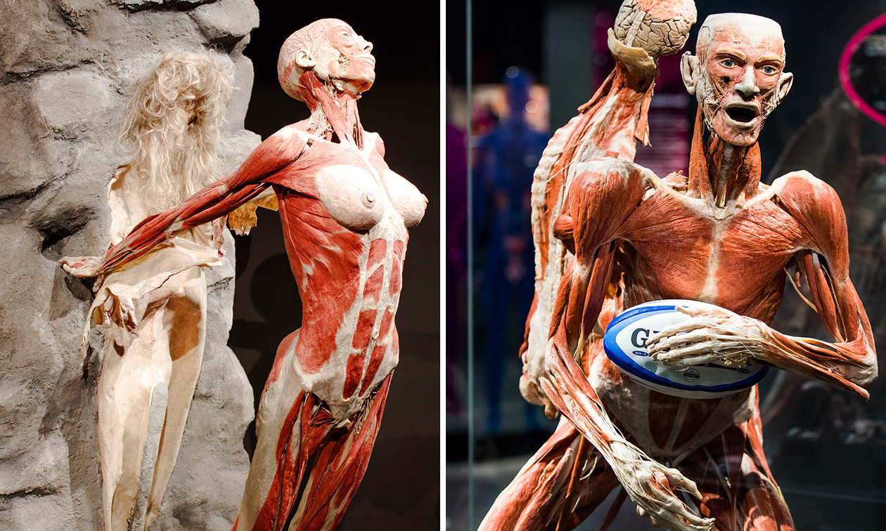 BODY WORLDS: The Happiness Project