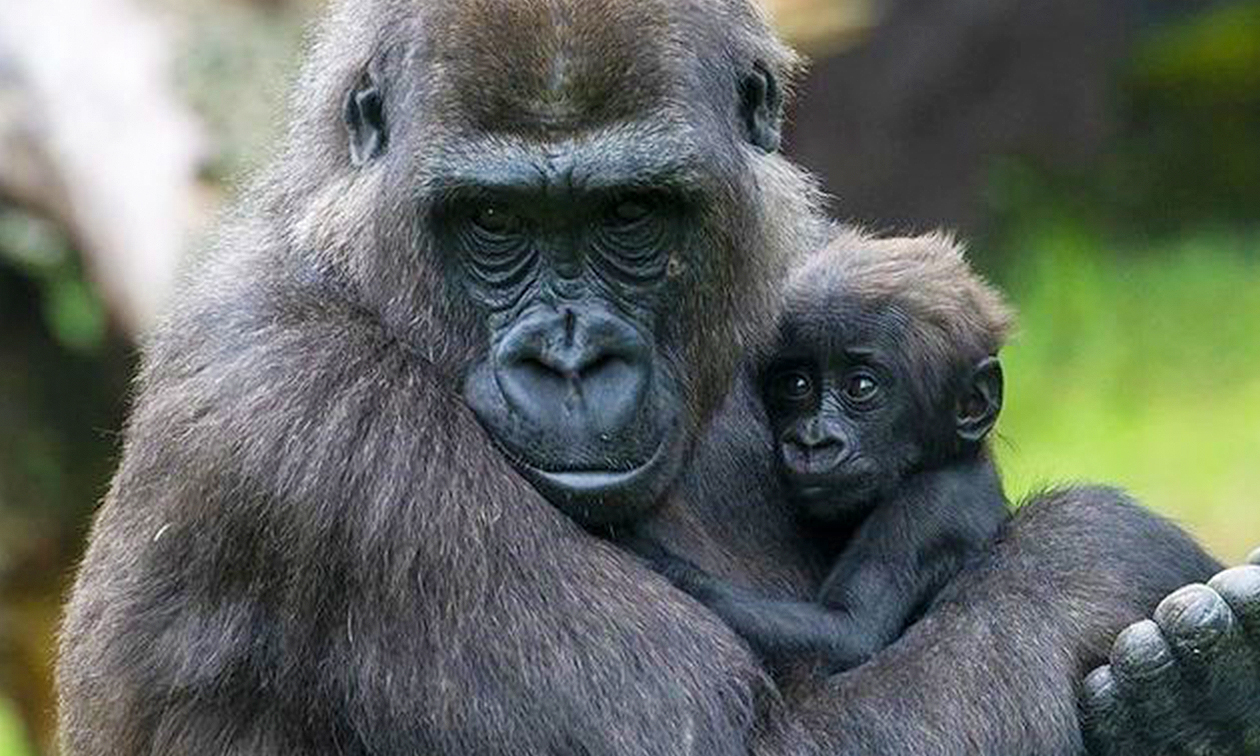 Burgers´ Zoo