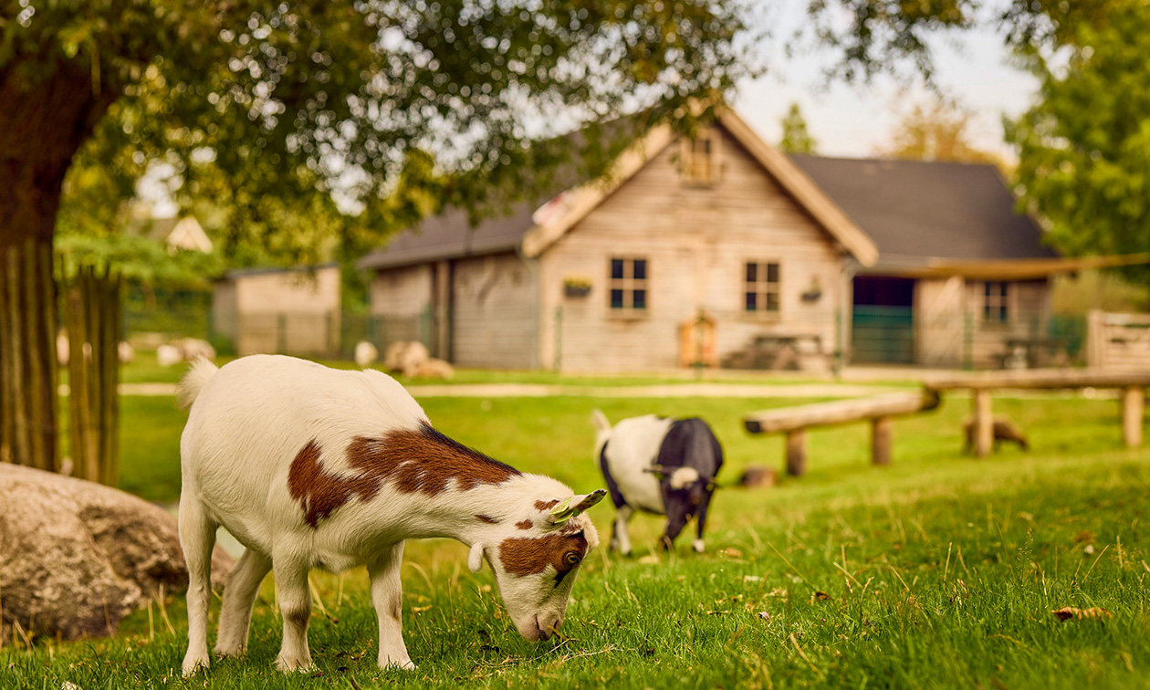 Center Parcs Parc Sandur