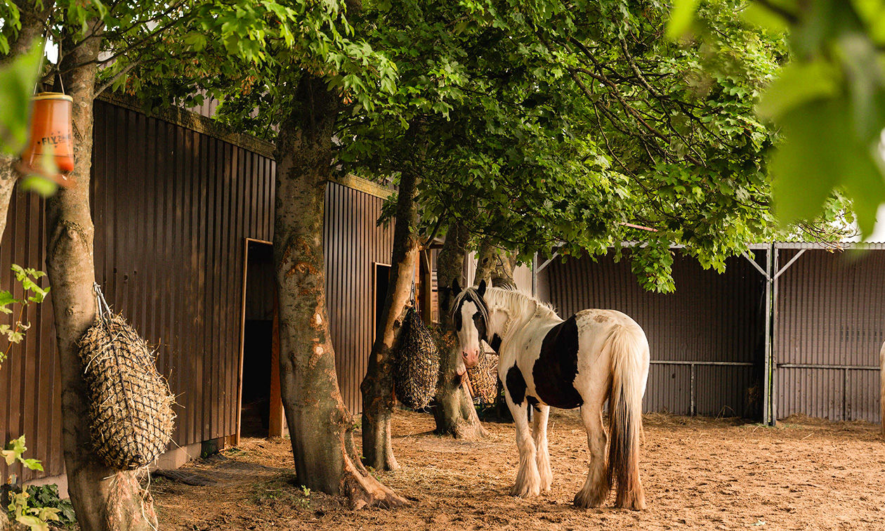 Dabeau Coaching met paarden