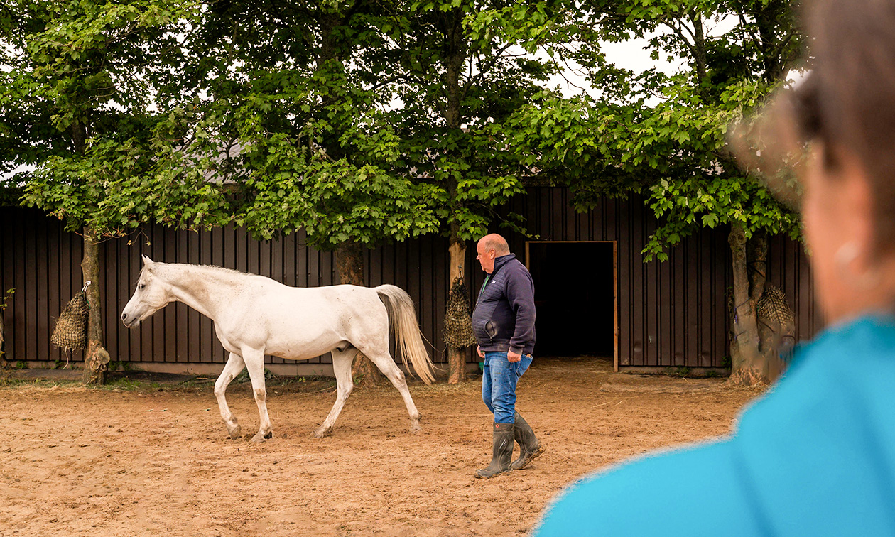 Dabeau Coaching met paarden