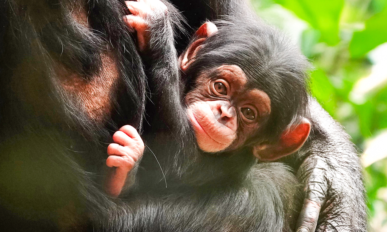 DierenPark Amersfoort