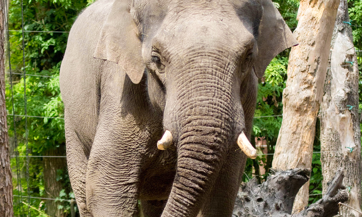 DierenPark Amersfoort