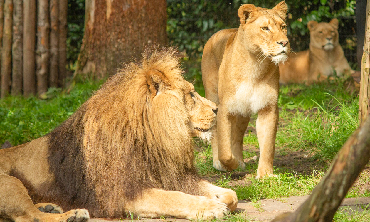 DierenPark Amersfoort
