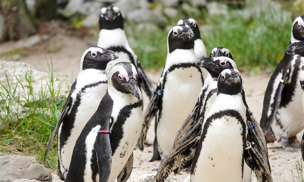 DierenPark Amersfoort