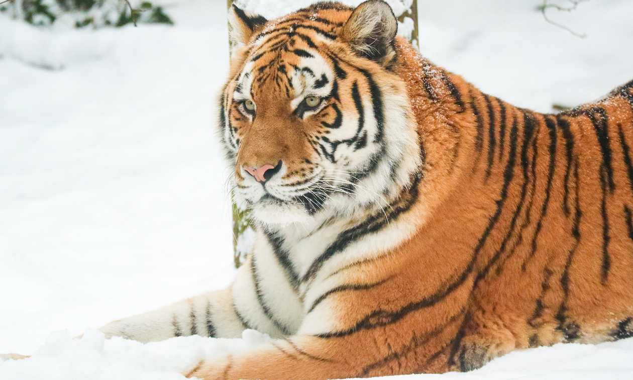 DierenPark Amersfoort