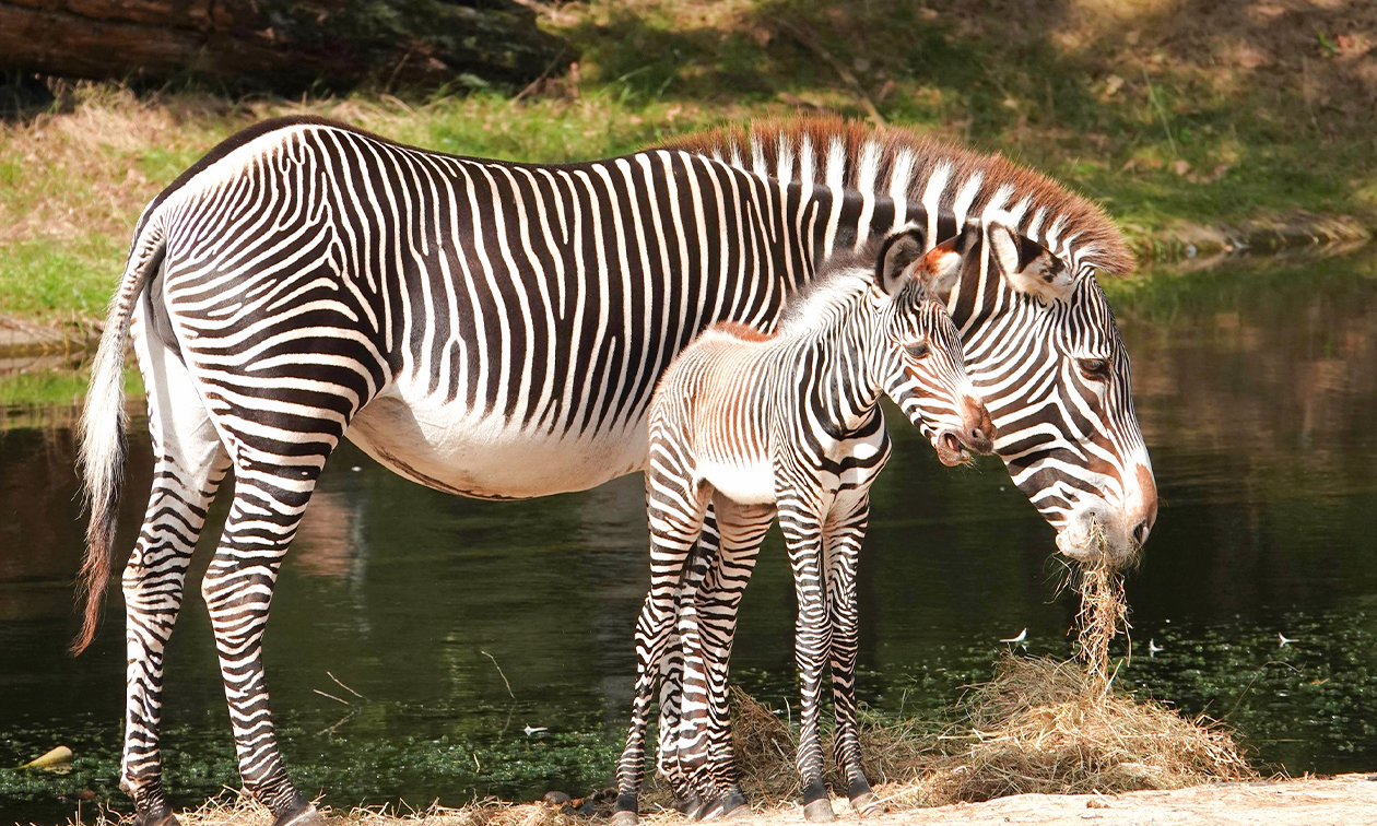 DierenPark Amersfoort
