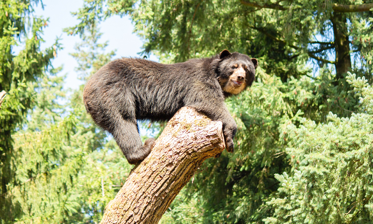 DierenPark Amersfoort