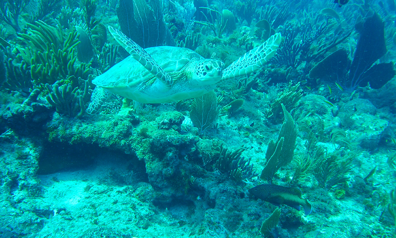Dive2discover