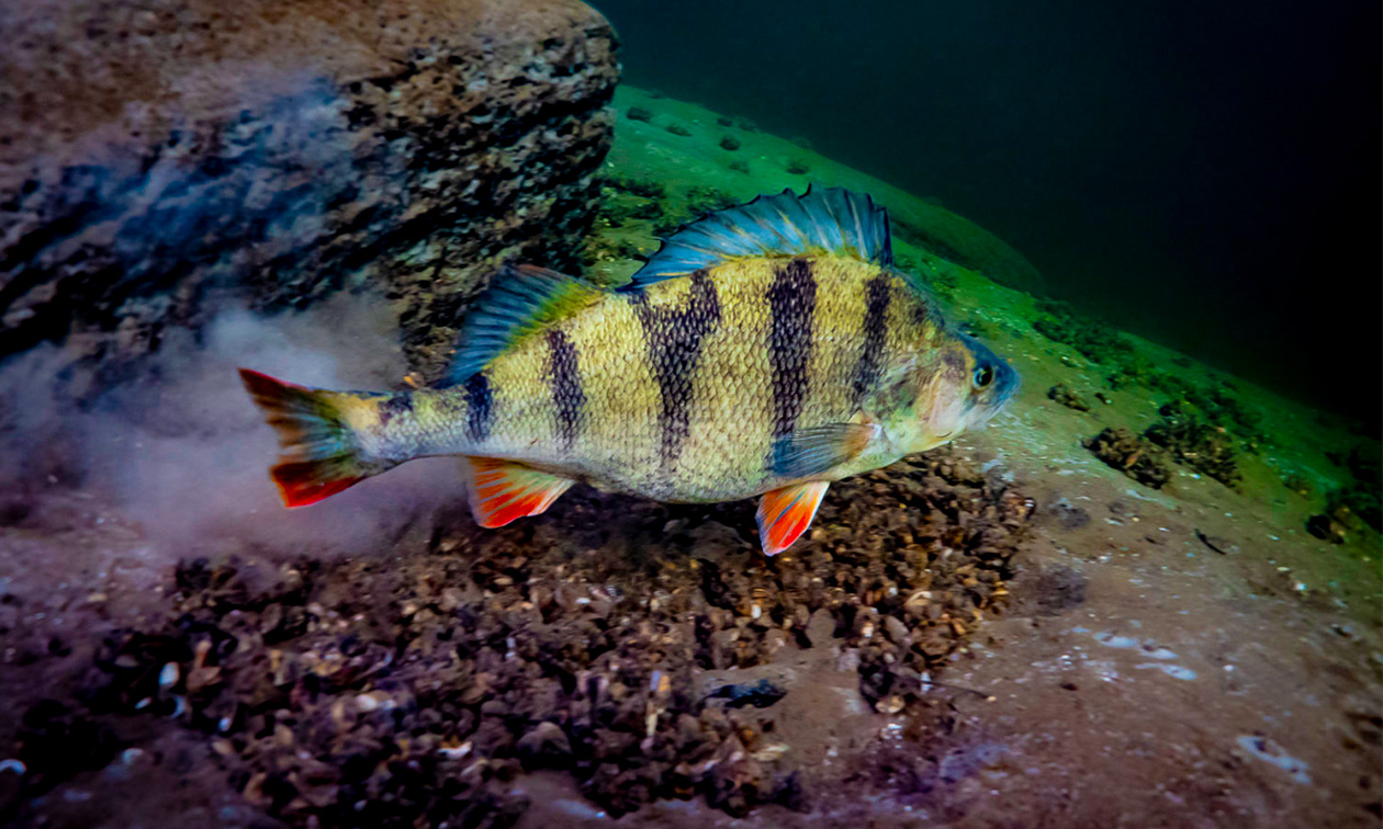 Divecenter Scuba Original