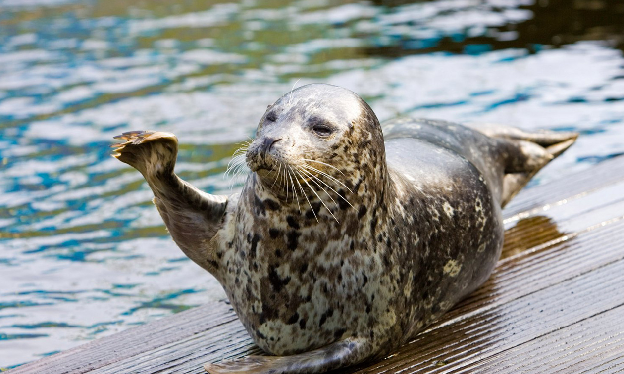 Dolfinarium