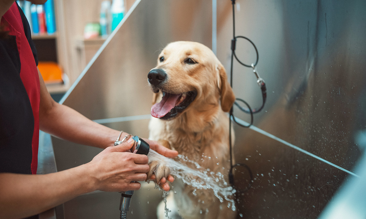 Felicia's hondentrimsalon