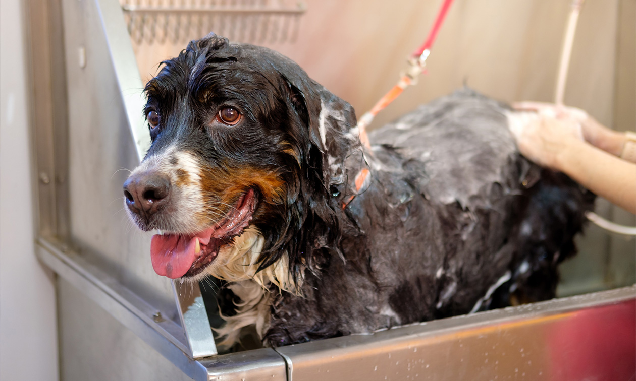 Felicia's hondentrimsalon