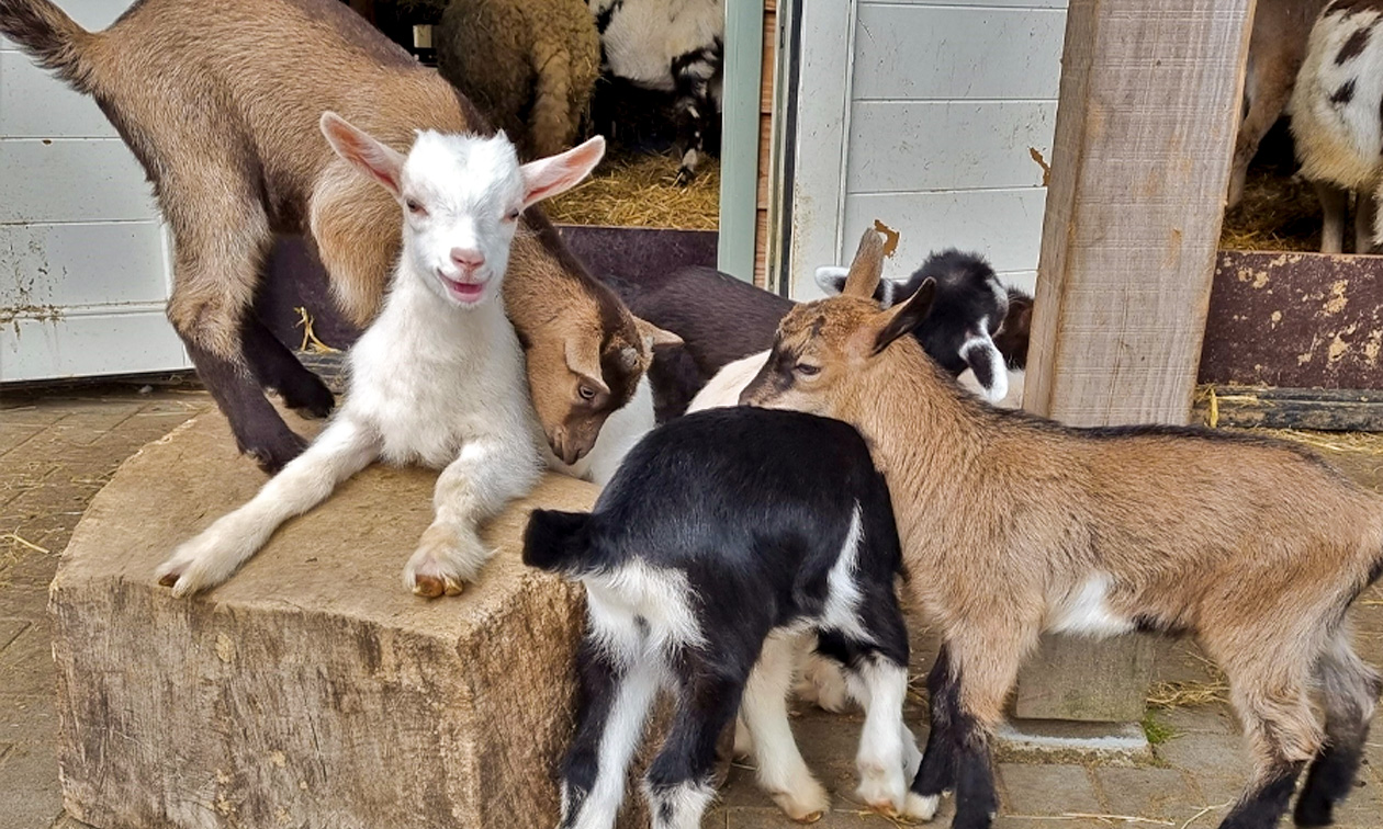 Hertenkamp Enkhuizen
