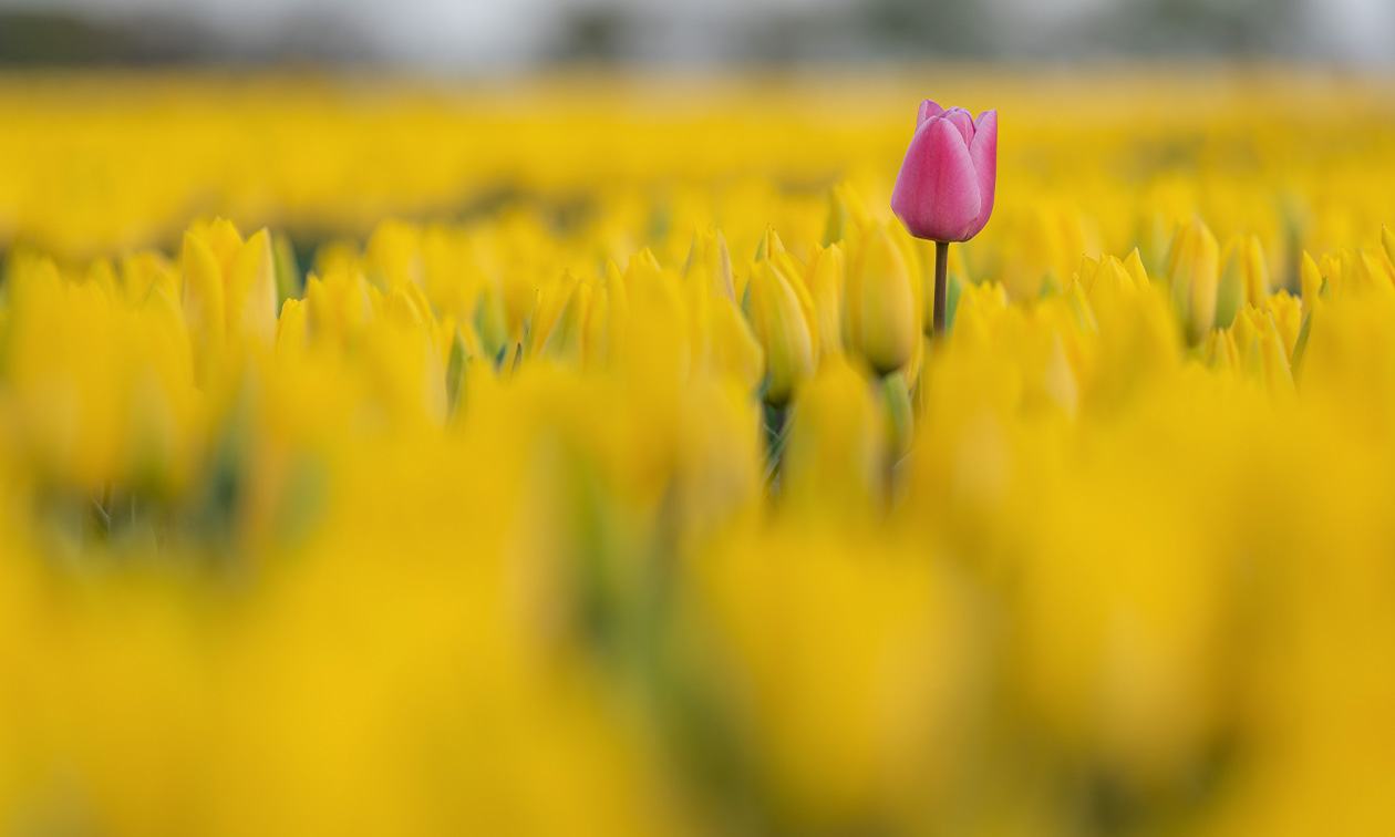 Jonker Photography
