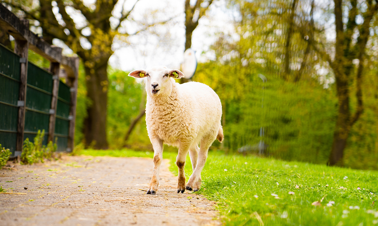 Kinderboerderij Restaurant Hagerhof