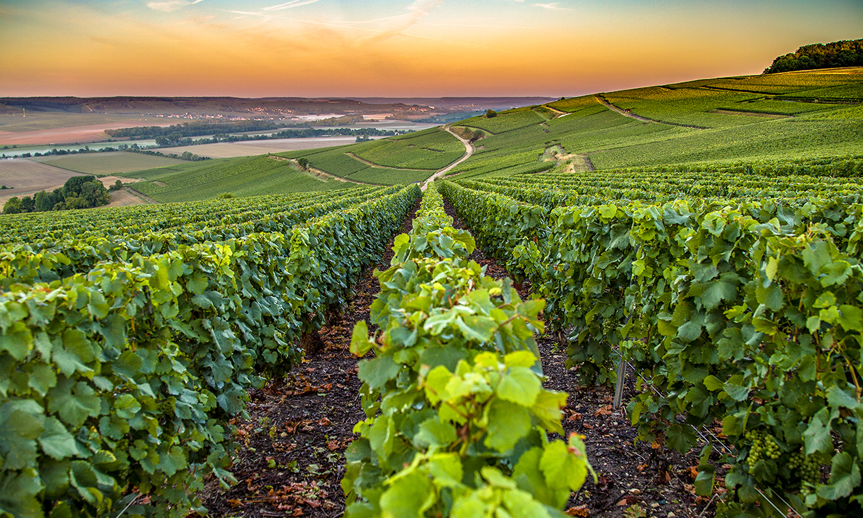 Lucas en Champagne