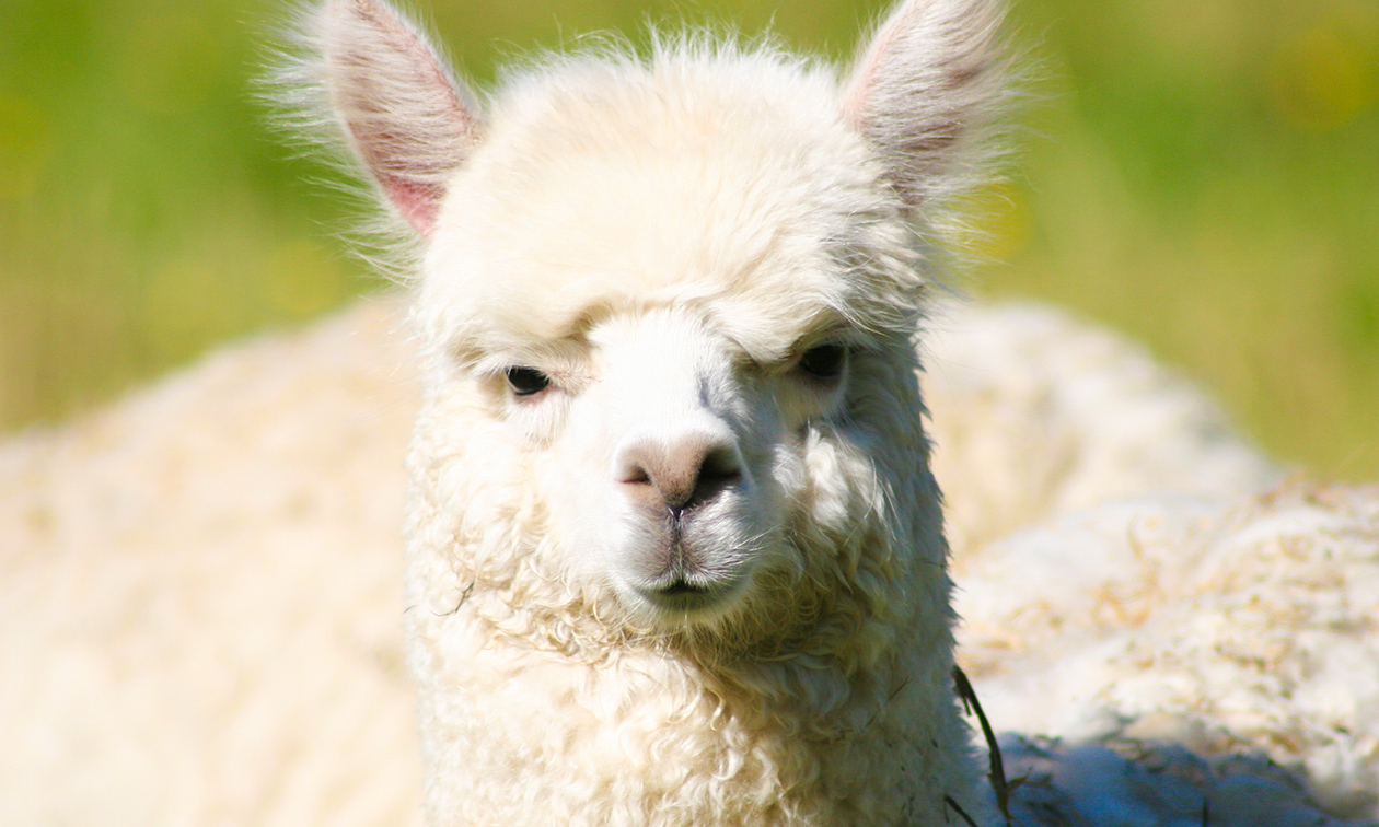 Mochica Alpacas
