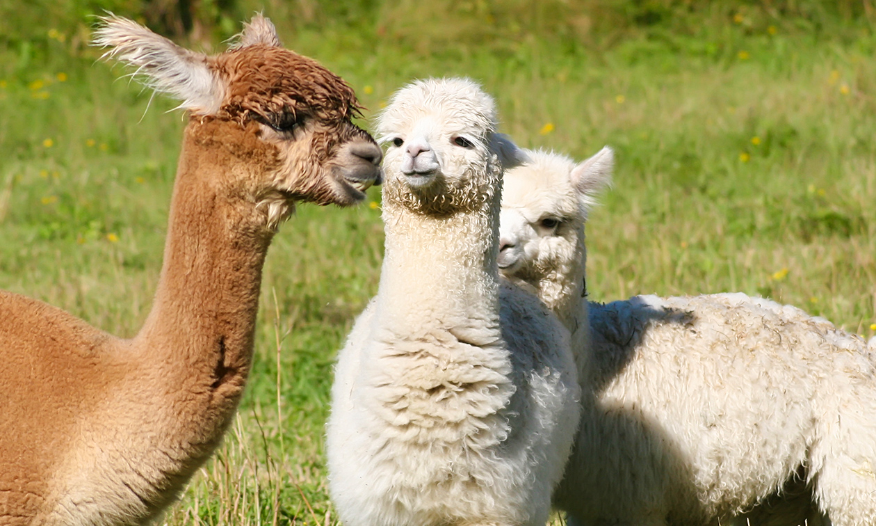 Mochica Alpacas
