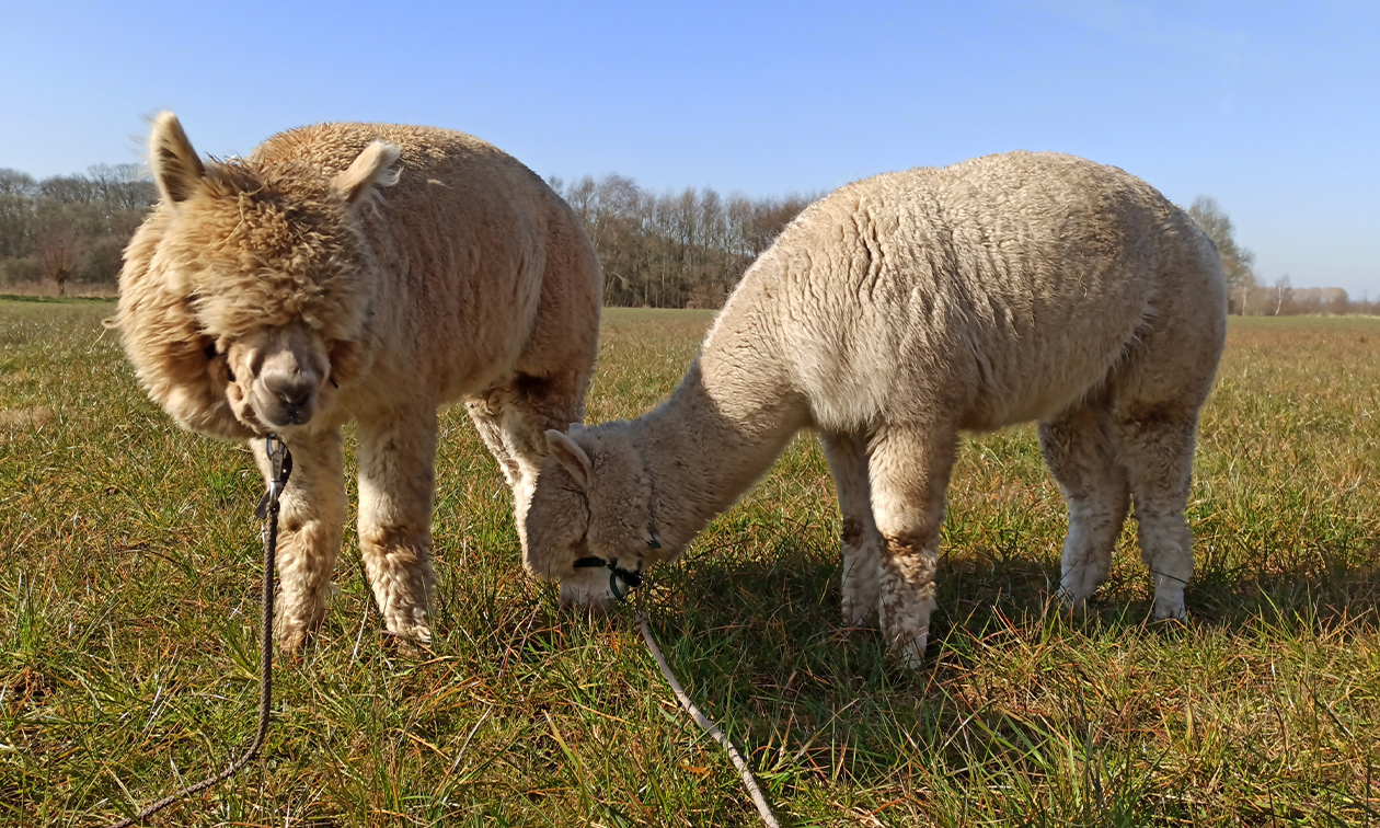 Mochica Alpacas