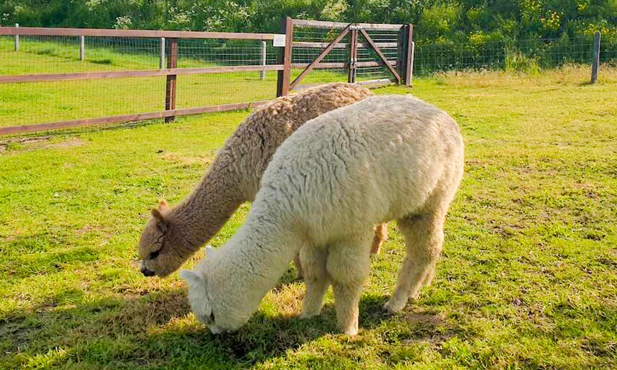 Natuurhuisje Nederasselt