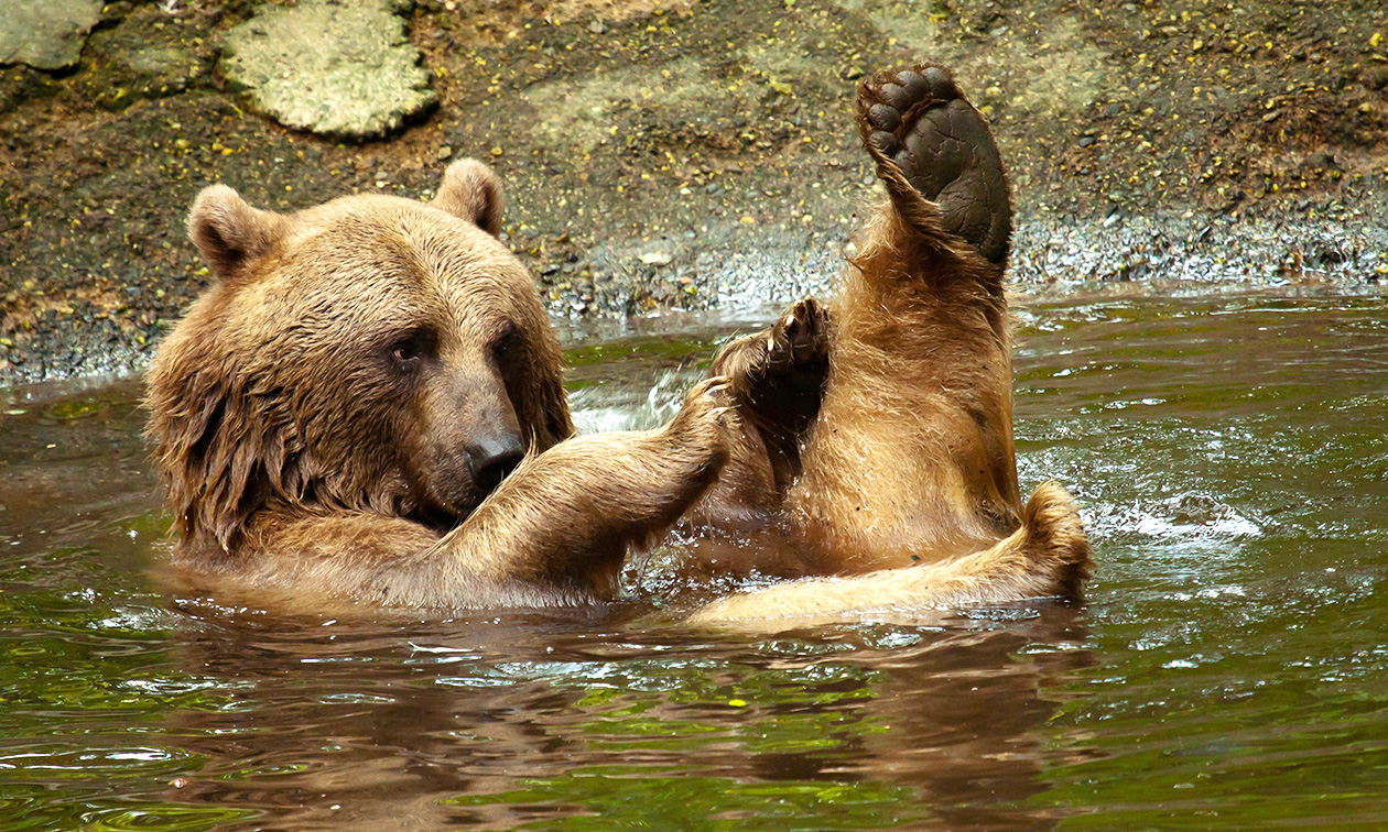 Ouwehands Dierenpark Rhenen