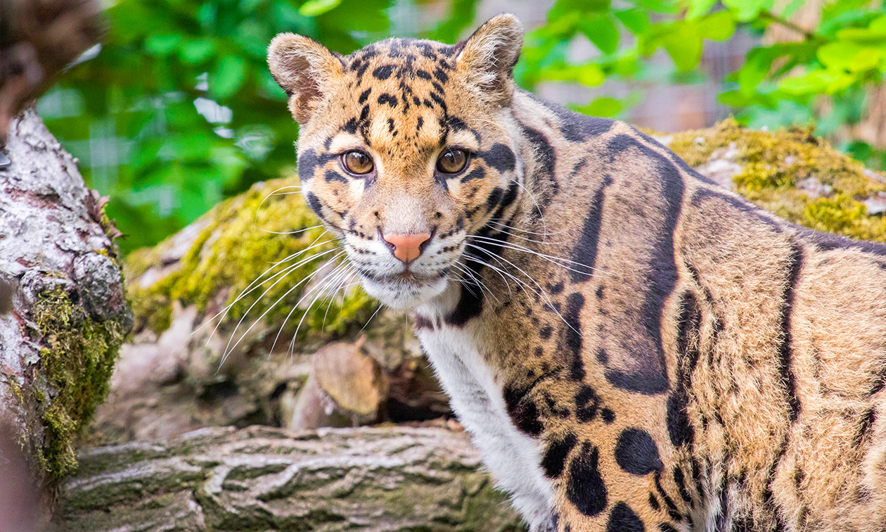 Ouwehands Dierenpark Rhenen