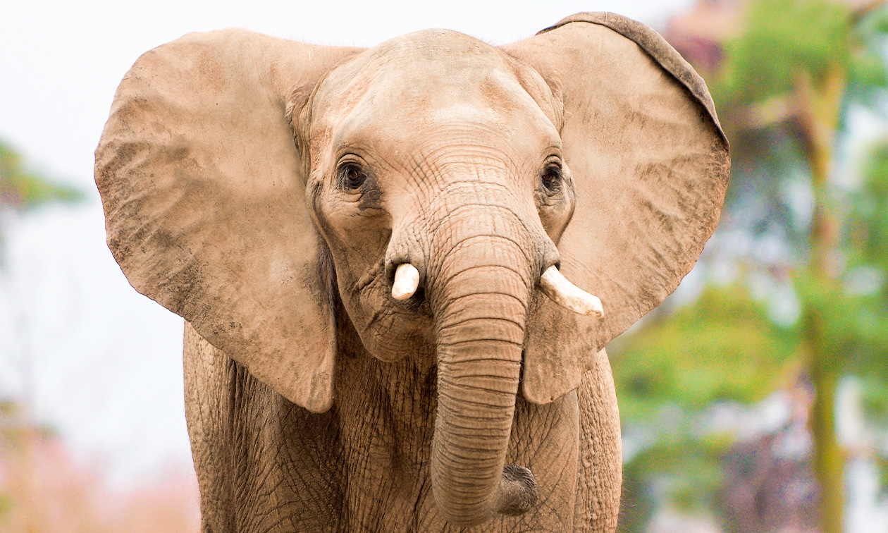 Ouwehands Dierenpark Rhenen
