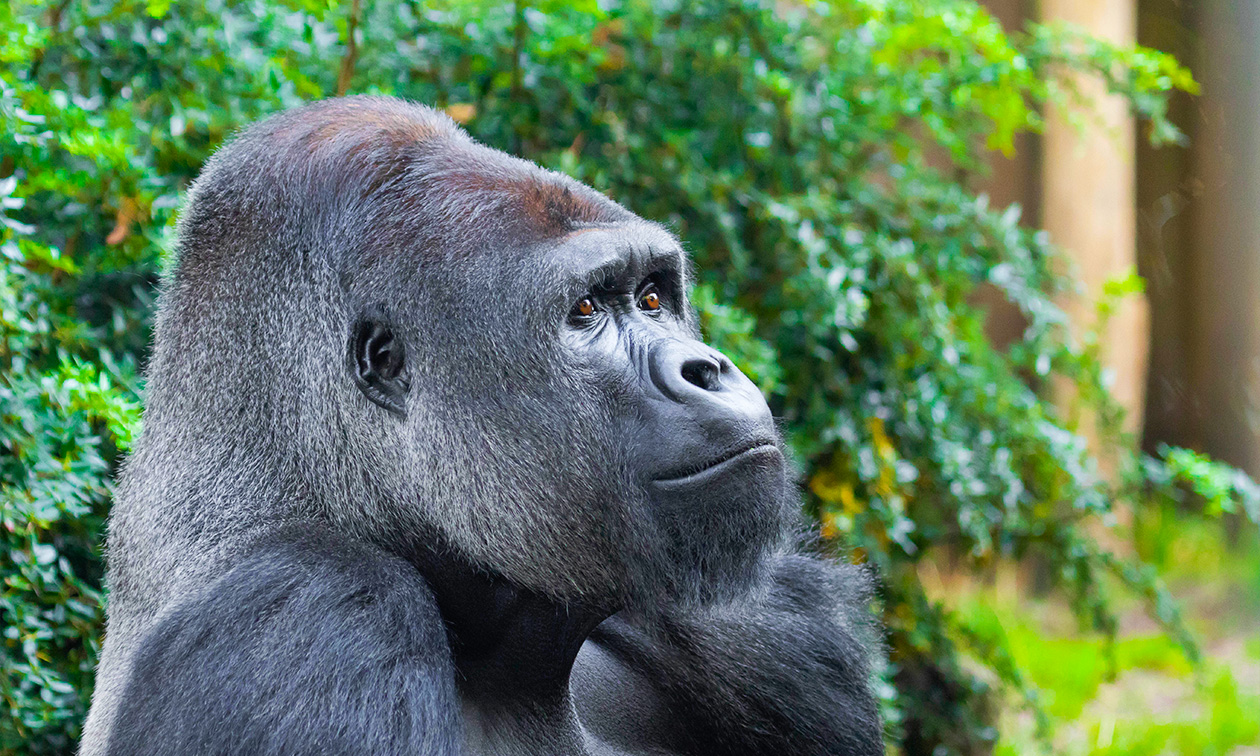 Ouwehands Dierenpark Rhenen