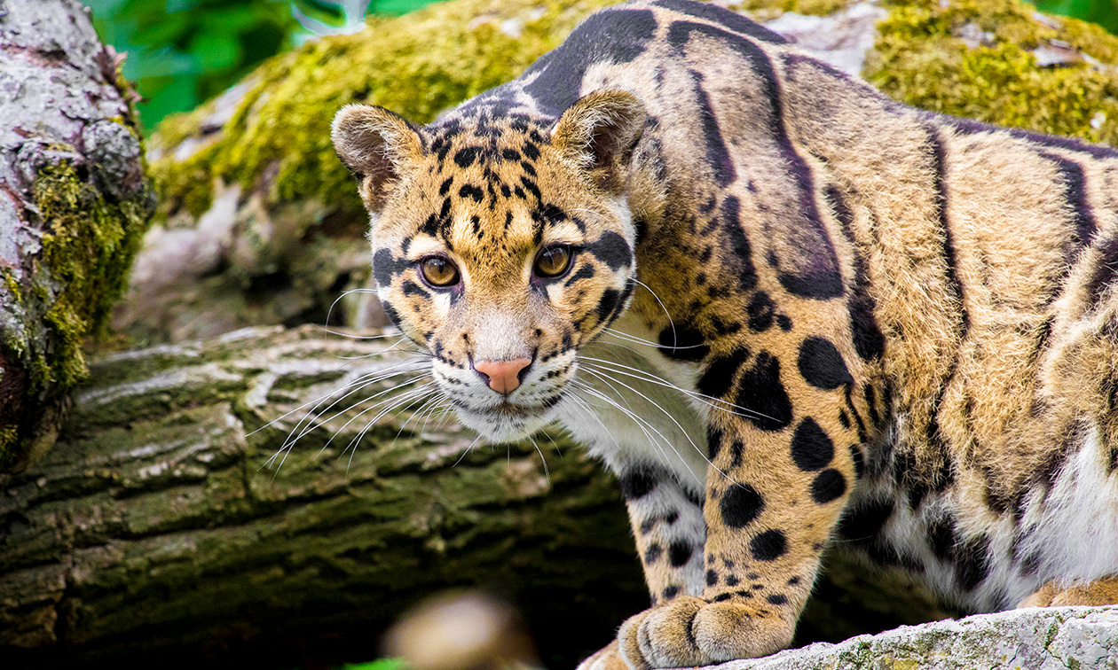 Ouwehands Dierenpark Rhenen