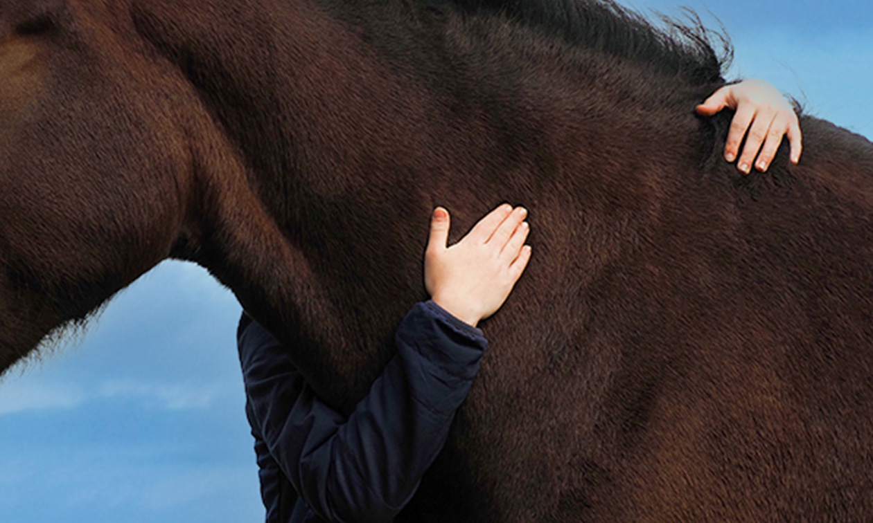 Paardenkragt