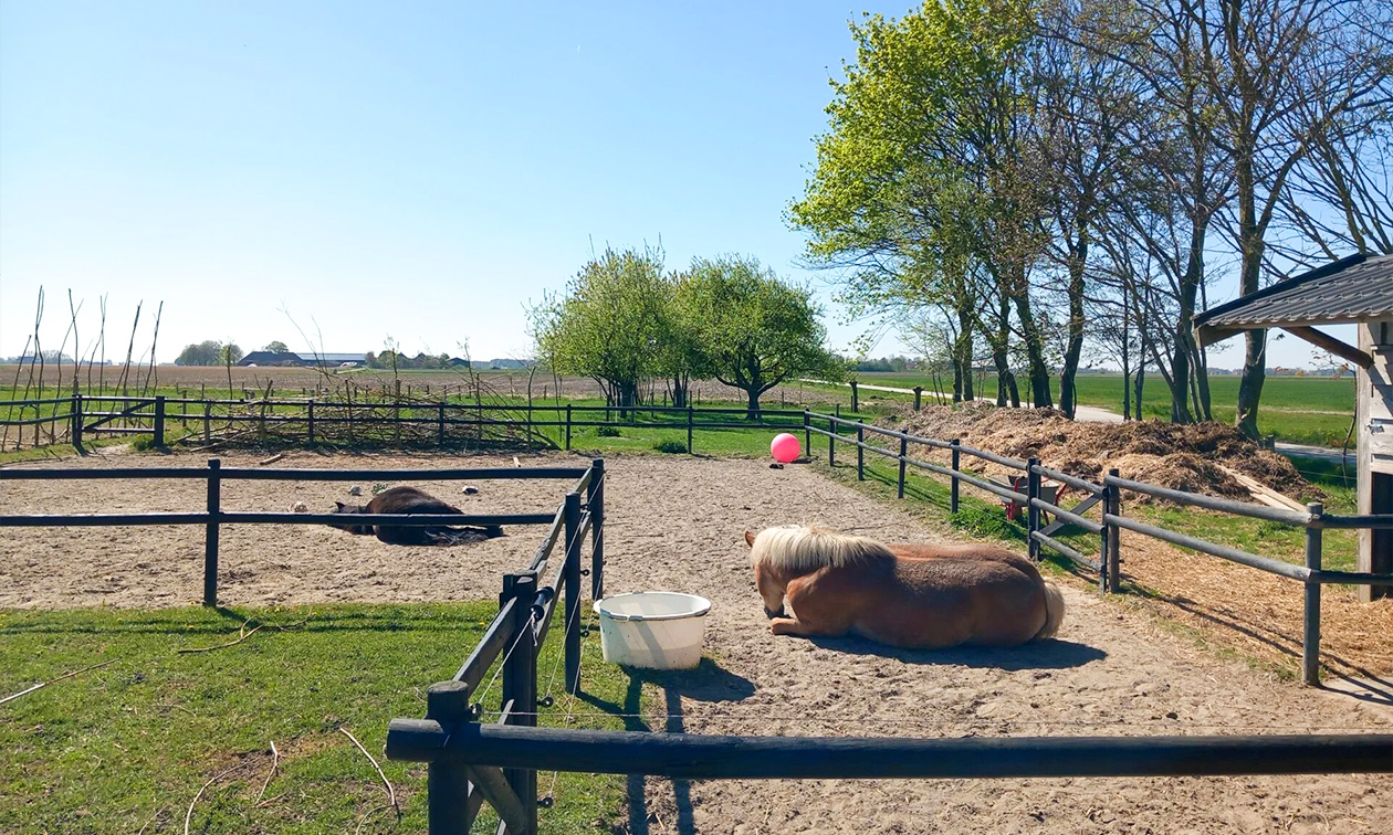 PK coaching met paarden