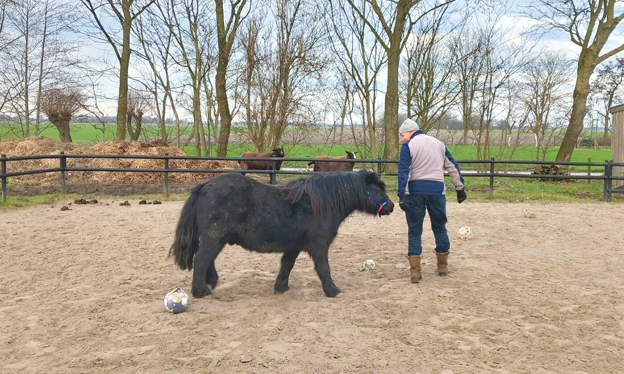 PK coaching met paarden