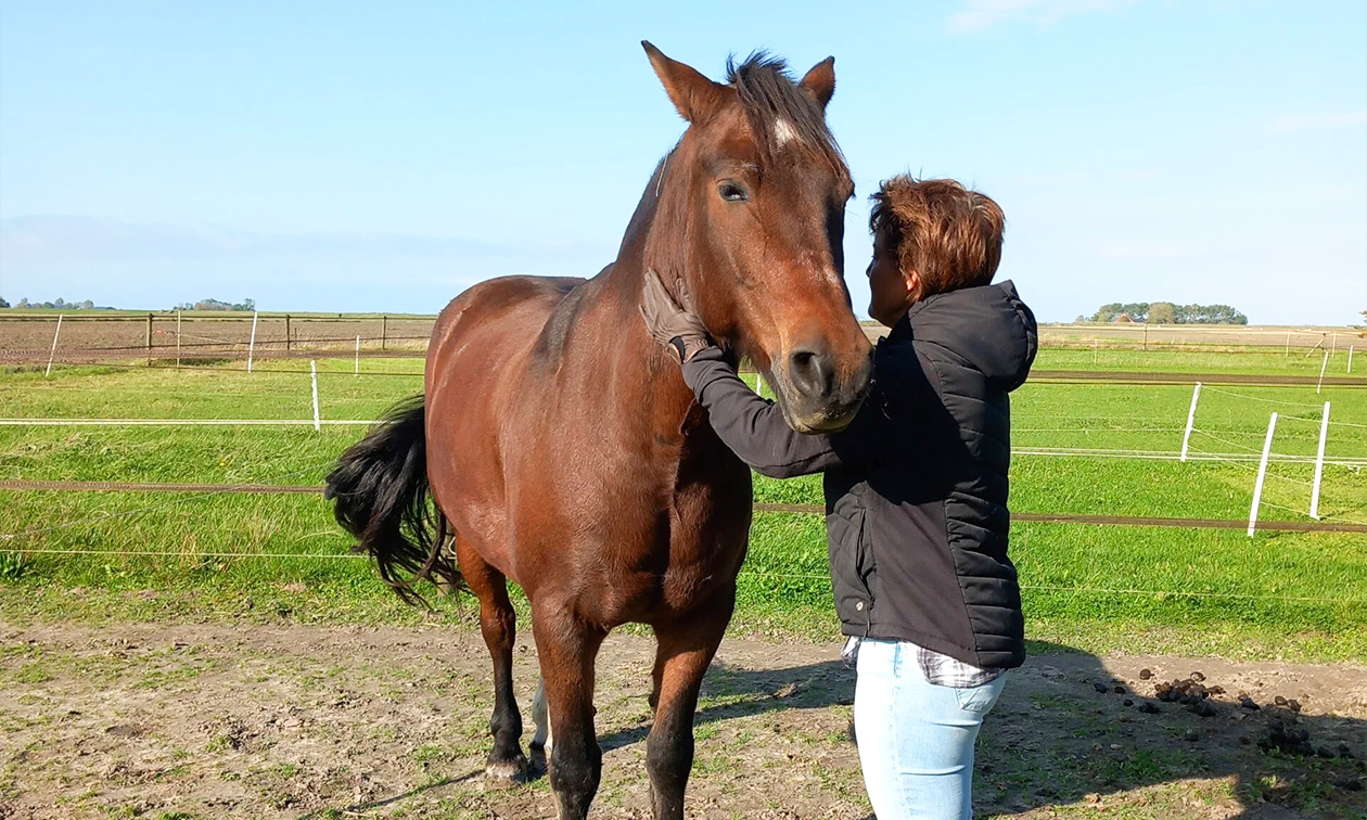 PK coaching met paarden