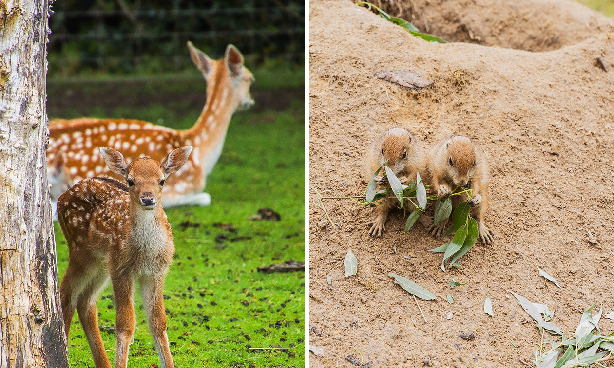 Plaswijckpark Rotterdam