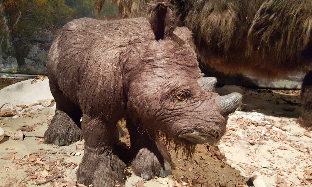 Préhistomuseum