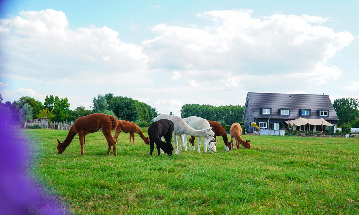 Recreatieboerderij Wilgenhart