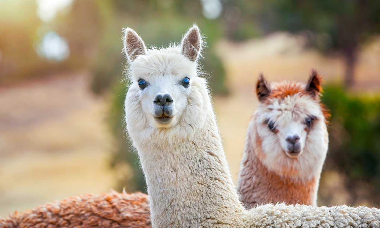 Restaurant Klein Afrika