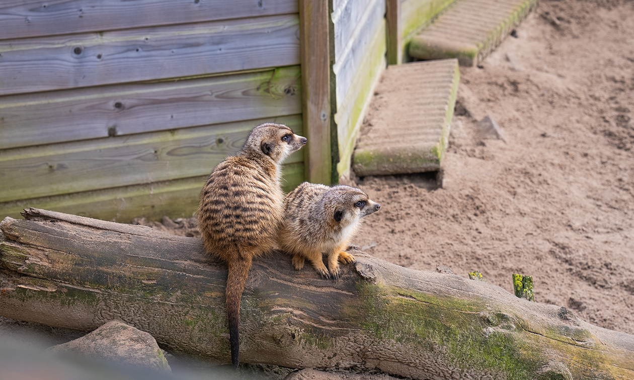 Restaurant Klein Afrika