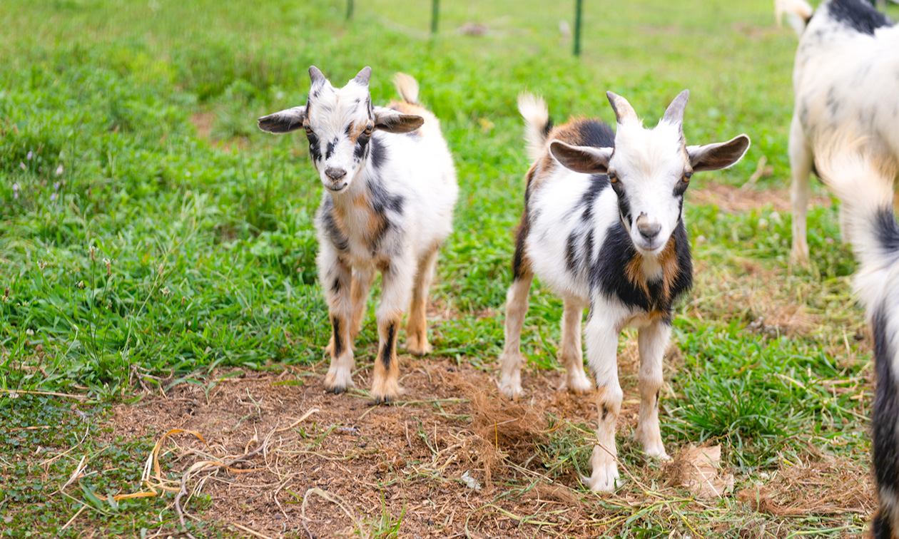 Restaurant Klein Afrika