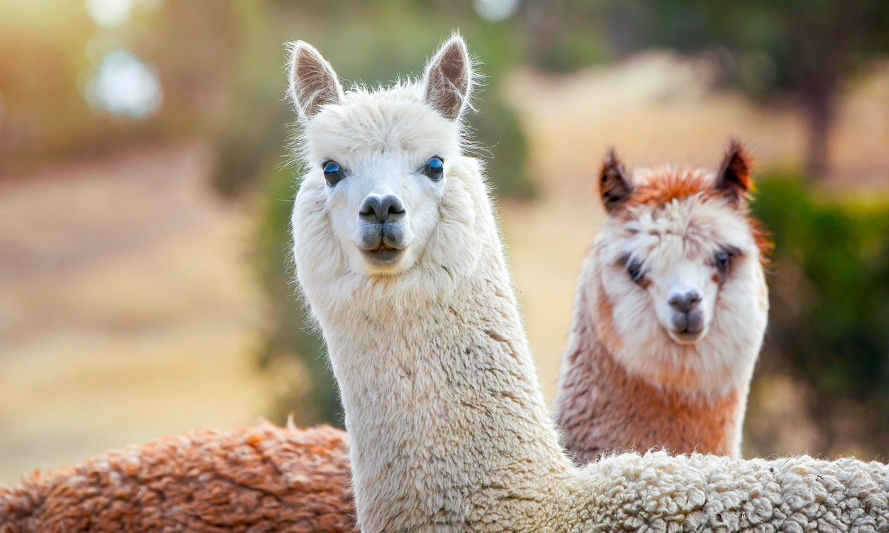 Restaurant Klein Afrika