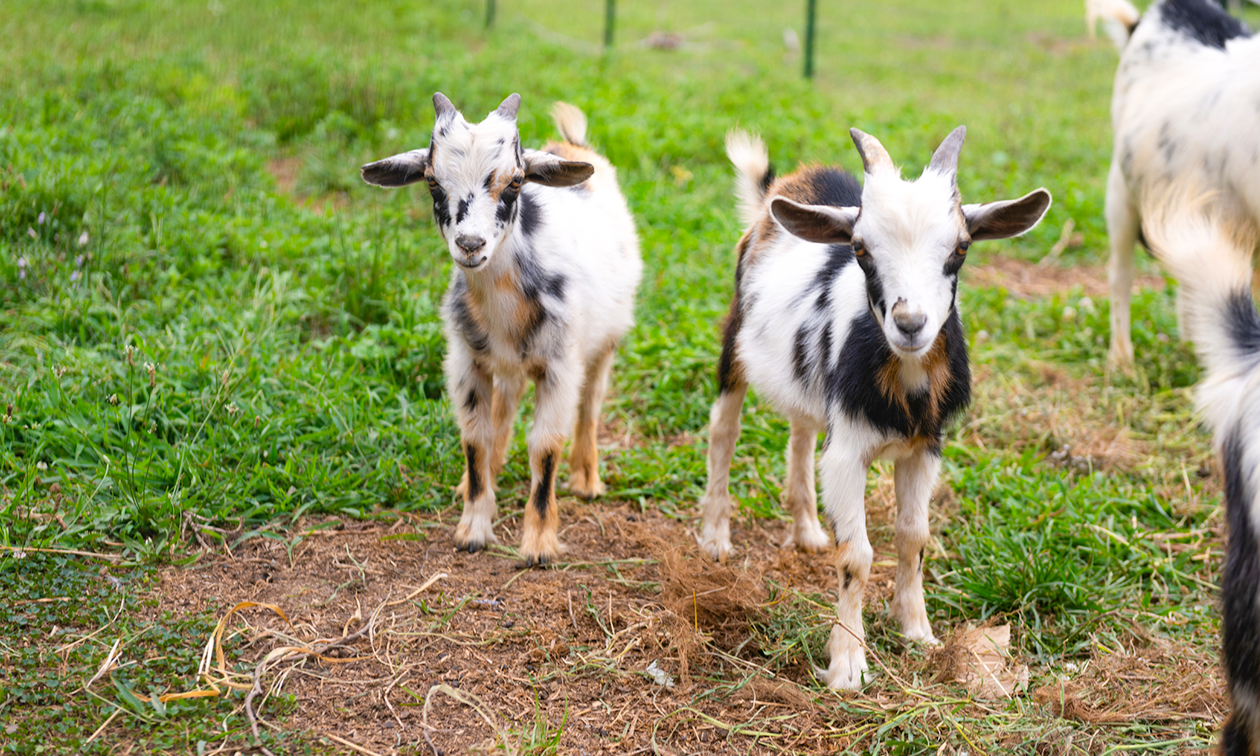Restaurant Klein Afrika
